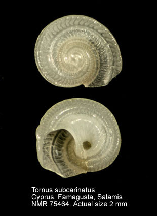 Tornus subcarinatus.jpg - Tornus subcarinatus (Montagu,1803)